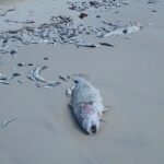 Hundreds of dead fish wash ashore Florida beaches
