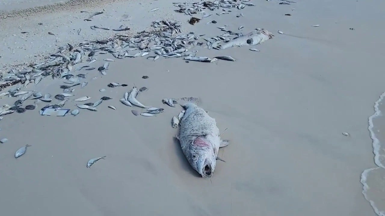 Hundreds of dead fish wash ashore Florida beaches
