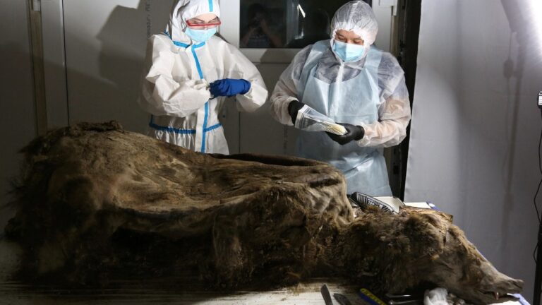 A 3,500-year-old bear preserved in Siberian permafrost is dissected by