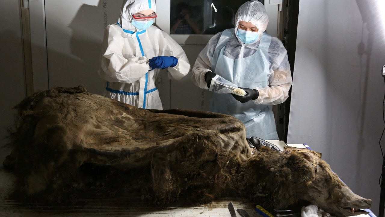 A 3,500-year-old bear preserved in Siberian permafrost is dissected by